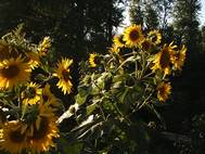 Albi immobilier annonces Gaillac propriété AG3. Les tournesols stimulent la croissance des plantes